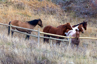 IMG_6091.jpg