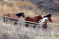 IMG_6090.jpg